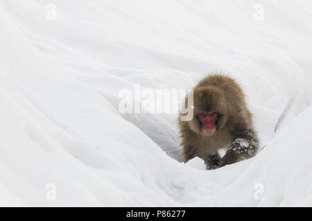 Neige japonais singe dans la nature au Japon au cours de l'hiver. Banque D'Images