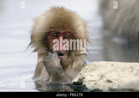 Neige japonais singe dans la nature au Japon au cours de l'hiver. Banque D'Images