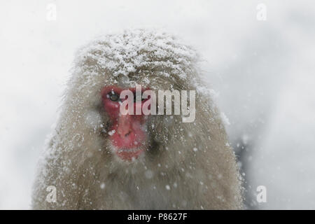 Neige japonais singe dans la nature au Japon au cours de l'hiver. Banque D'Images