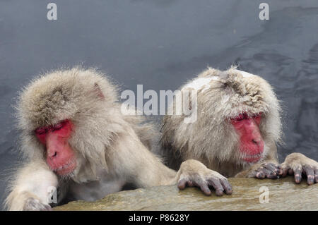 Neige japonais singe dans la nature au Japon au cours de l'hiver. Banque D'Images