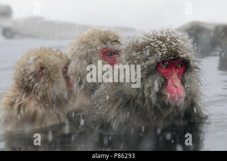 Neige japonais singe dans la nature au Japon au cours de l'hiver. Banque D'Images