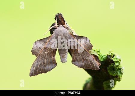 Populierenpijlstaart, peuplier Hawk-moth, Laothoe populi Banque D'Images