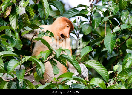 Dans roepend Neusaap mannetje boom ; Proboscis Monkey homme composant dans l'arborescence Banque D'Images