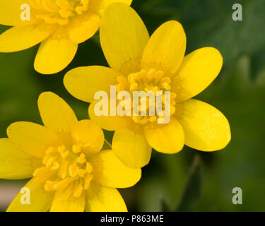 Libre van Speenkruid bloemen Nederland, Close-up van Lesser celandine fleurs Pays-Bas Banque D'Images