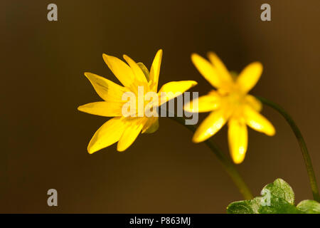 Close-up van bloeiend Speenkruid, Close up de la floraison moindre Celandine Banque D'Images