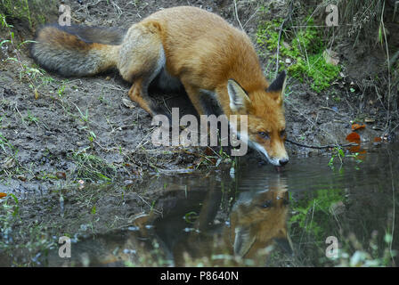 Red Fox sur la Veluwe, Pays-Bas Banque D'Images