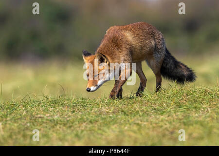 Tame Renard roux européen marche dans les dunes côtières en waterleidingduinen Amsterdamse, Noord Holland, aux Pays-Bas. 24septembre 2017. Banque D'Images