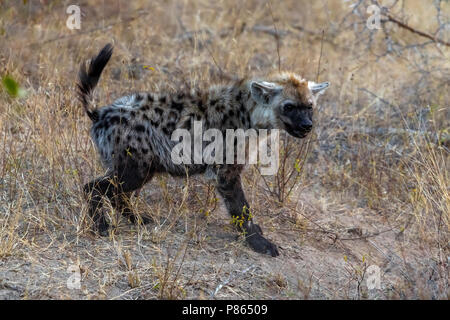 L'hyène tachetée, mère & cub dans Kruger NP, Afrique du Sud Banque D'Images