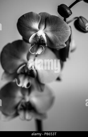 Dans l'accent sur l'un d'un trio de fleurs d'orchidées en noir et blanc Banque D'Images