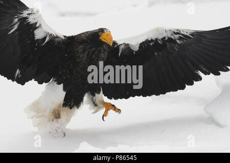 L'aigle de mer de Steller qui hivernent à Hokkaido, Japon Banque D'Images