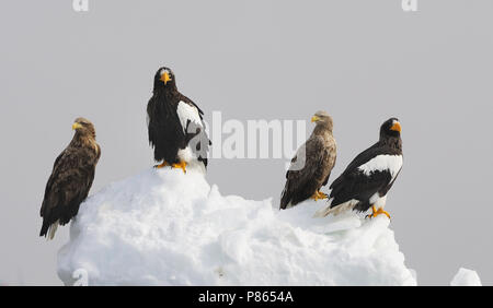 L'aigle de mer de Steller qui hivernent à Hokkaido, Japon Banque D'Images