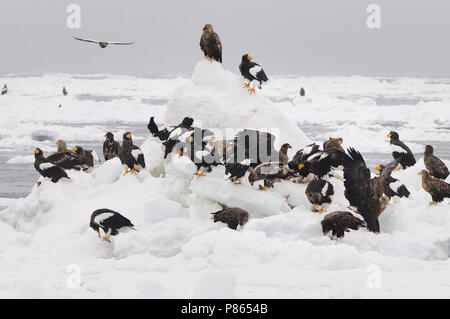 L'aigle de mer de Steller qui hivernent à Hokkaido, Japon Banque D'Images