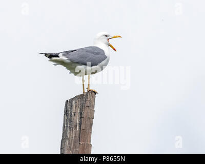 Steppe adultes Gull perché sur un post dans Rebristyy près d'Ekaterinbourg, en Russie. Le 12 juin 2016. Banque D'Images