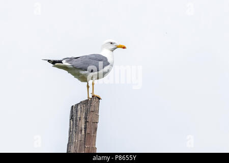 Steppe adultes Gull perché sur un post dans Rebristyy près d'Ekaterinbourg, en Russie. Le 12 juin 2016. Banque D'Images