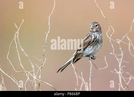 Twite perché sur une petite branche dans l'herbe haute steppe au Kazakhstan. Mai 2017. Banque D'Images