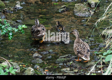 Deux femmes le canard colvert (Anas platyrhynchos) et trois canetons à monter un flux peu profondes Banque D'Images