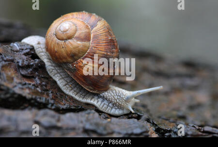 Escargot de Bourgogne ; Wijngaardslak Banque D'Images