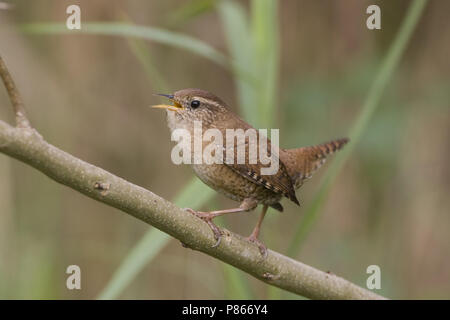 Troglodyte mignon chant ; Winterkoning zingend Banque D'Images