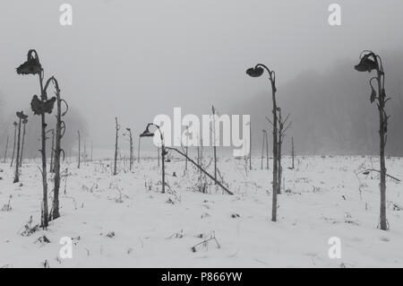 Dans Uitgebloeide zonnebloemen de morts, en capitules de l'Helianthus dans la neige Banque D'Images