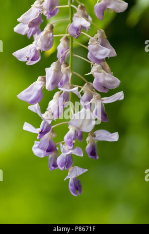 Libre d'un Blauweregen bloem, Close-up d'une fleur de glycine Banque D'Images