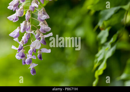 Libre d'un Blauweregen bloem, Close-up d'une fleur de glycine Banque D'Images