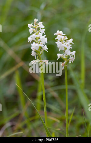 Witte muggenorchis ; petite orchidée blanche Banque D'Images