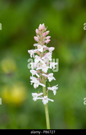 Witte muggenorchis ; petite orchidée blanche Banque D'Images