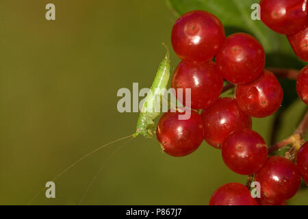 Boomsprinkhaan Zuidelijke op Gelderse roos bessen Nederland, le sud de l'Oak Bush-cricket à Guelder rose berries Pays-Bas Banque D'Images