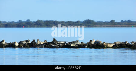 Zeehonden and-white dans de Phoques communs ; Grevelingen reposant Banque D'Images