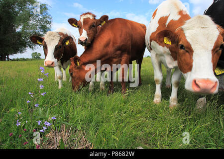 Koeien in een weiland ; les vaches dans un pré Banque D'Images