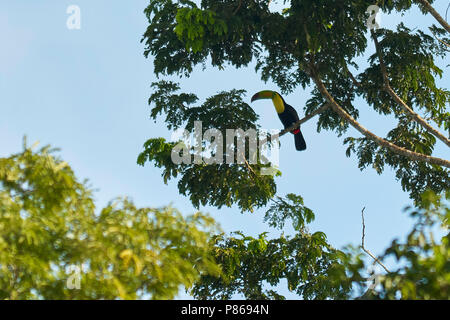 Keel-billed toucan (Ramphastos sulfuratus), également connu sous le nom de soufre ou toucan toucan à arc-en-ciel,quelque part dans la Réserve de biosphère de Calakmul, yuc Banque D'Images