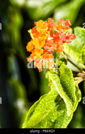 Lantana (Lantana camara commun) sur les dunes de Siriu Beach. Garopaba, Santa Catarina, Brésil. Banque D'Images