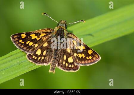 Bont dikkopje / Skipper à damier (Carterocephalus palaemon) Banque D'Images