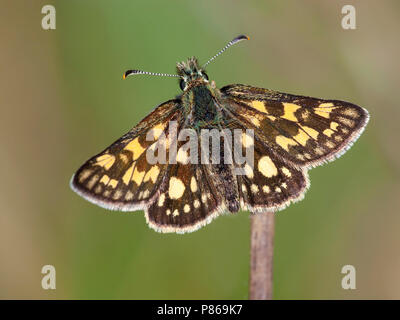 Bont dikkopje / Skipper à damier (Carterocephalus palaemon) Banque D'Images