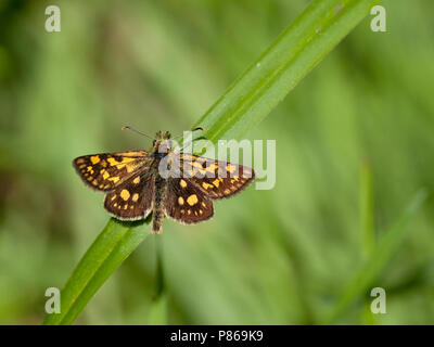 Bont dikkopje / Skipper à damier (Carterocephalus palaemon) Banque D'Images