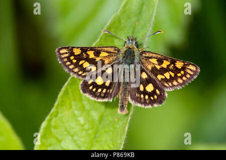 Bont dikkopje / Skipper à damier (Carterocephalus palaemon) Banque D'Images