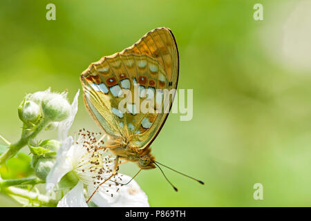 Bosrandparelmoervlinder / High brown fritillary (Argynnis adippe) Banque D'Images