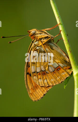 Bosrandparelmoervlinder / High brown fritillary (Argynnis adippe) Banque D'Images