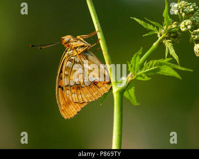 Bosrandparelmoervlinder / High brown fritillary (Argynnis adippe) Banque D'Images