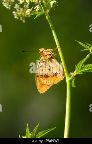 Bosrandparelmoervlinder / High brown fritillary (Argynnis adippe) Banque D'Images