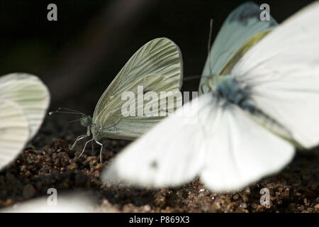 Likkende Boswitjes / Mineralen en boue puddlage blancs Bois (Leptidea sinapis) Banque D'Images