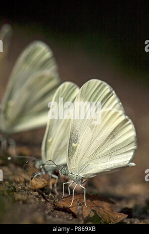 Likkende Boswitjes / Mineralen en boue puddlage blancs Bois (Leptidea sinapis) Banque D'Images