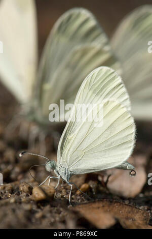 Likkende Boswitjes / Mineralen en boue puddlage blancs Bois (Leptidea sinapis) Banque D'Images