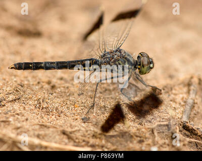 Mannetje vers Bandgrondlibel Brachythemis leucosticta mâle immature, Banque D'Images