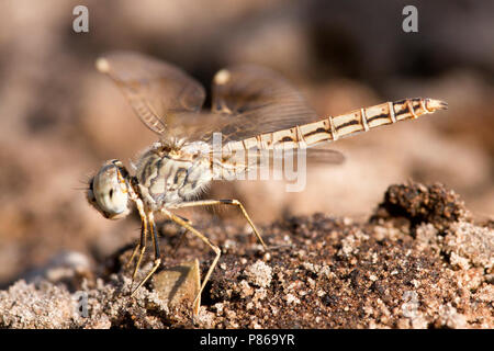 Vrouwtje Bandgrondlibel impartita, femme Brachythemis/leucosticta Banque D'Images