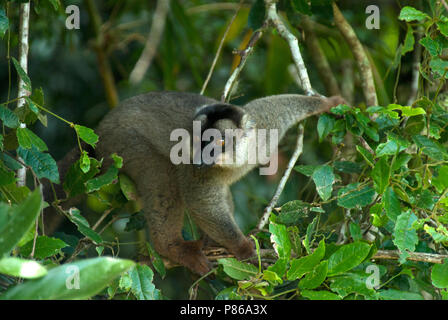 Bruine, Maki Lemur brun commun Banque D'Images