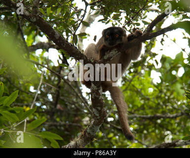 Bruine, Maki Lemur brun commun Banque D'Images