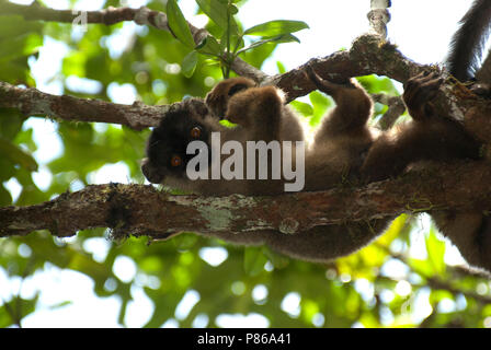 Bruine, Maki Lemur brun commun Banque D'Images