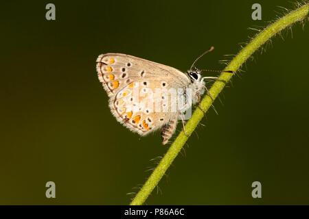 Bruin / blauwtje (Aricia agestis Argus brun) Banque D'Images