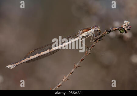 Imago Bruine winterjuffer ; commune de demoiselle d'hiver Adultes Banque D'Images